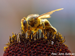 Honigbiene beim Pollensammeln